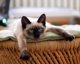 кошка тайская